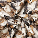 Paw & Whisker Collection-Longhaired Cats-21250602-01