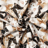 Paw & Whisker Collection-Not A-mew-sed-21250603-01