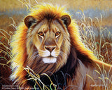 Figured'Art Peintures par numeros - Ensemble Cadre Lion dans la savane